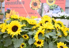 The Sunsation by Evanthia is a well-known pot Sunflower. Available in single or multi-flower form. Now also available in 4 colours; Yellow, Flame, Lemon & Spirit.